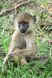 Baboon -  Tanzania, Africa