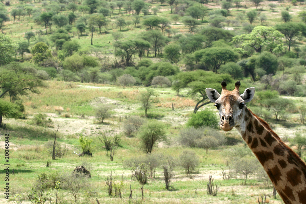 Fototapeta premium Giraffe - Tarangire National Park. Tanzania, Africa