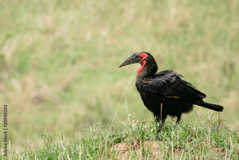Obraz premium Ground Hornbill - Tanzania, Africa