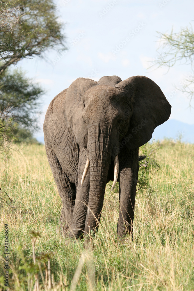 Obraz premium Elephant. Tanzania, Africa