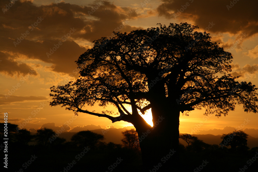 Naklejka premium African Sunset. Tanzania, Africa