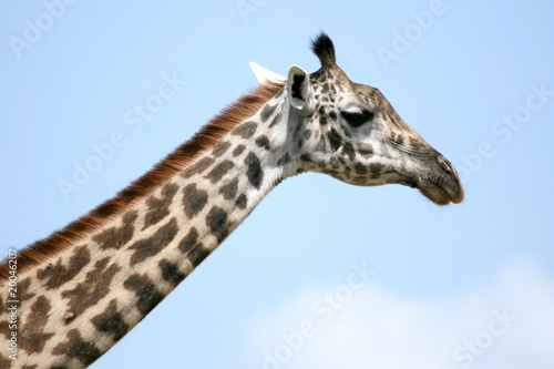 Giraffe - Tarangire National Park. Tanzania  Africa