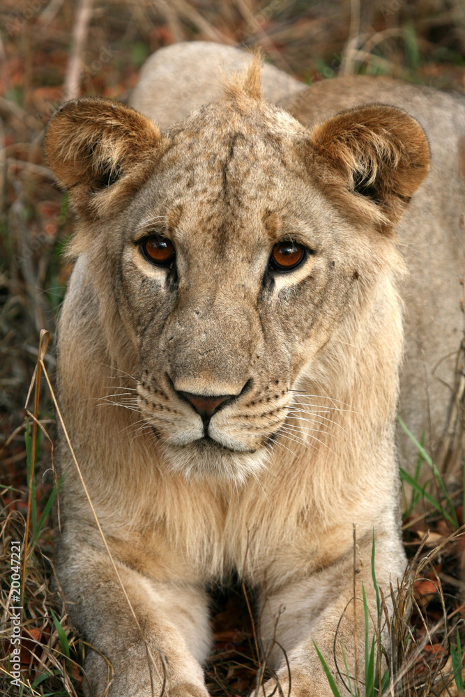 Obraz premium Lion - Africa