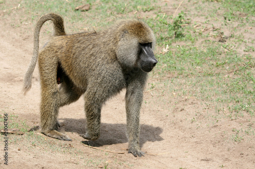 Baboon -  Tanzania, Africa © Sam D'Cruz