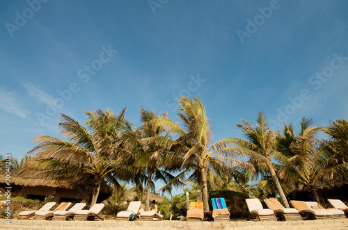 Palm trees on the beach