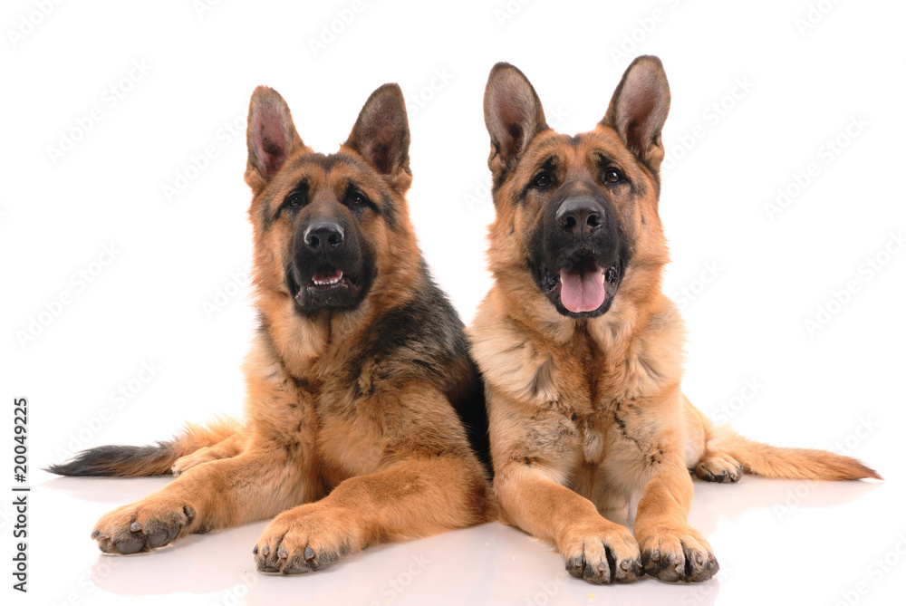 Two german shepherd dogs on a white background..