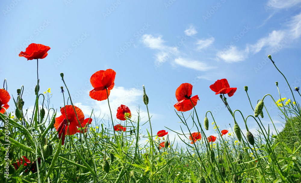 Obraz premium czerwony mak