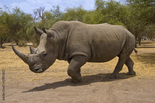 senegal, rhino in Bandia reserve