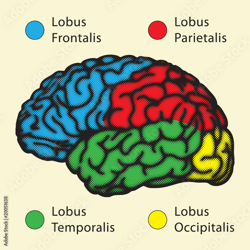 Brain, cerebral hemisphere lobes with Latin names