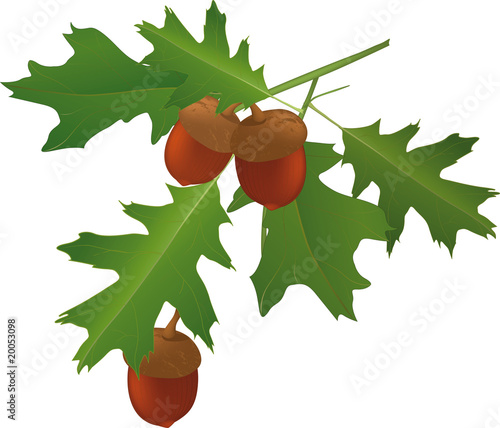 leaves of an oak and acorns