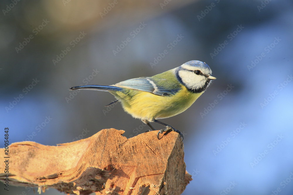 Fototapeta premium blaumeise
