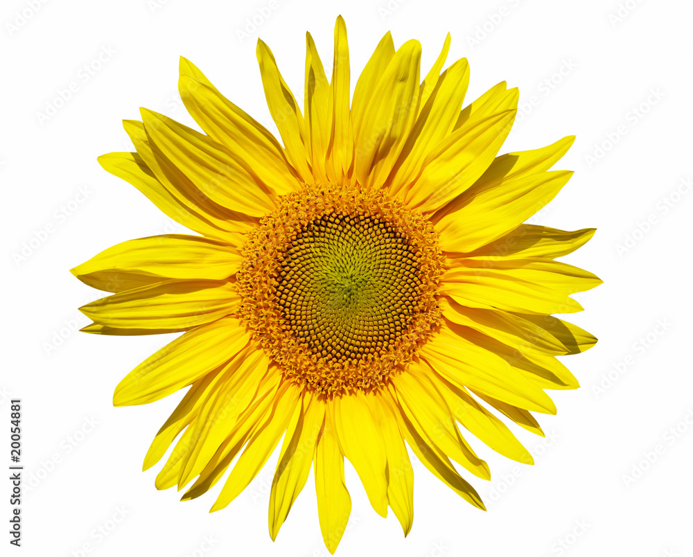 Fototapeta premium Sunflower