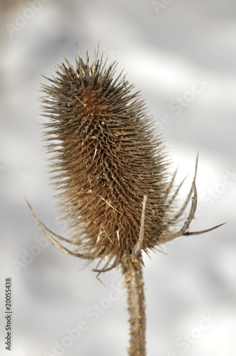 Dried flower