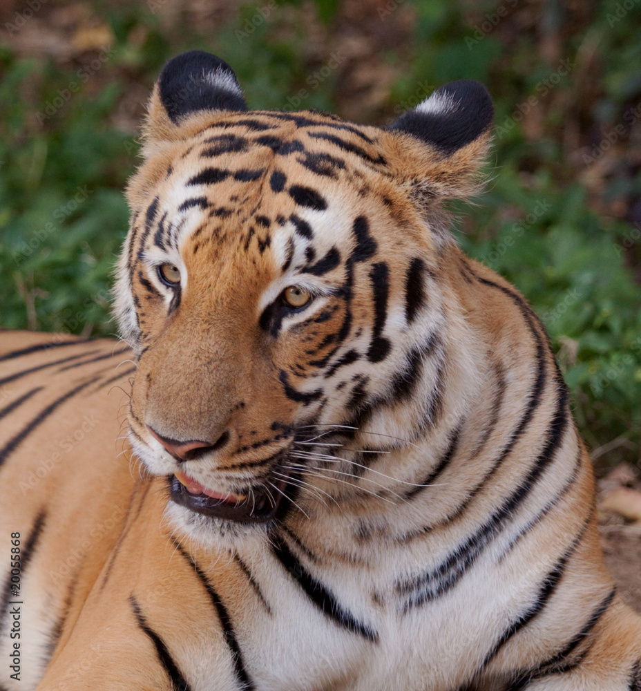 Fototapeta premium tiger 6270