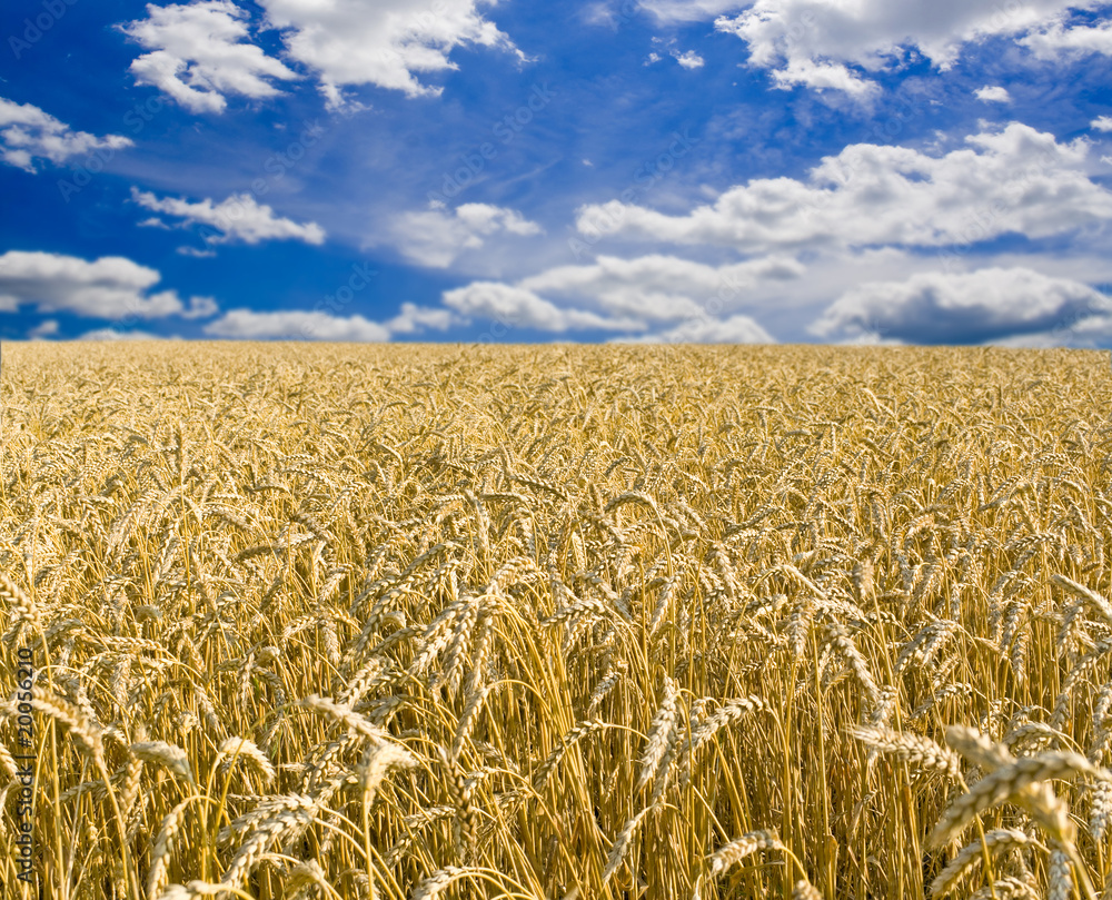 Naklejka premium field
