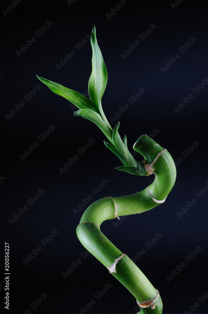 Naklejka premium Lucky bamboo