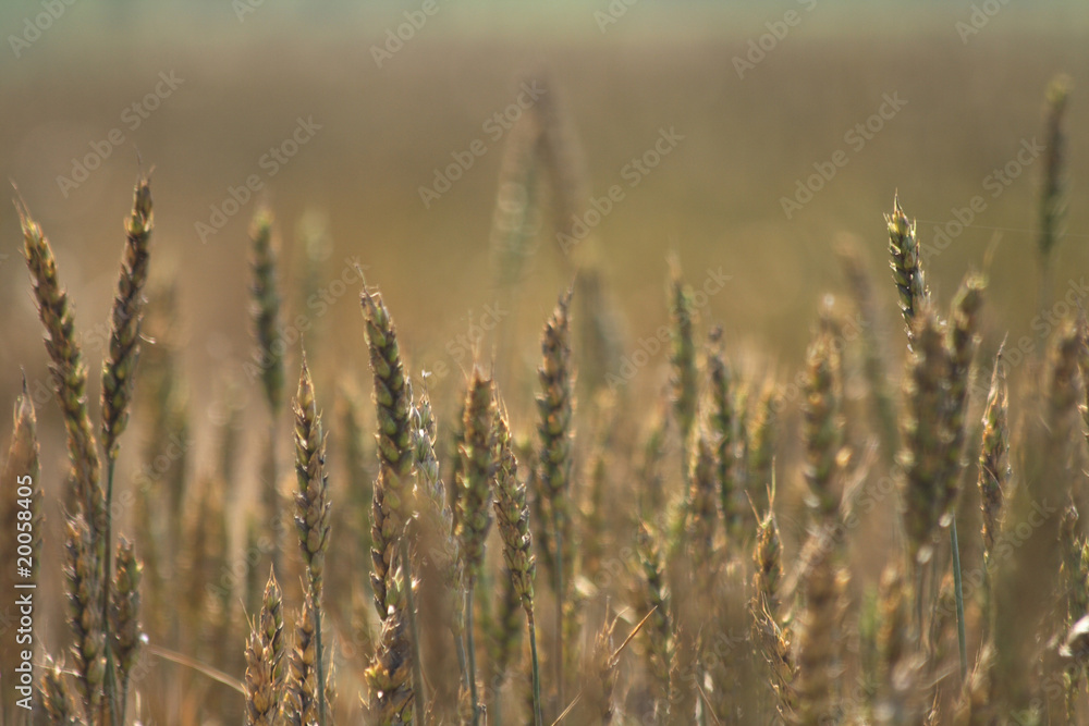 golden corn