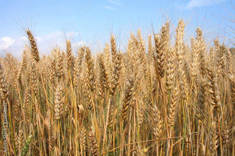 golden corn golden corn
