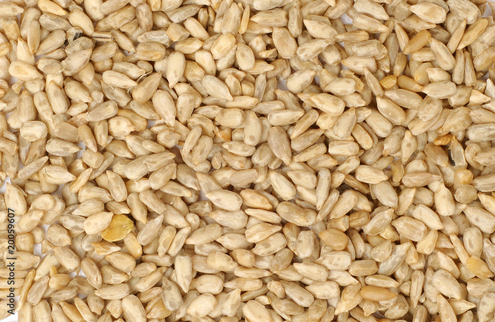sun flower seed close up or macro sun flower seed close up or macro