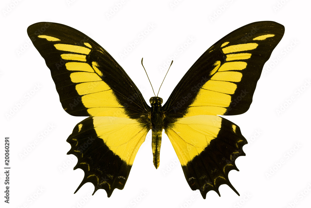 Naklejka premium butterfly