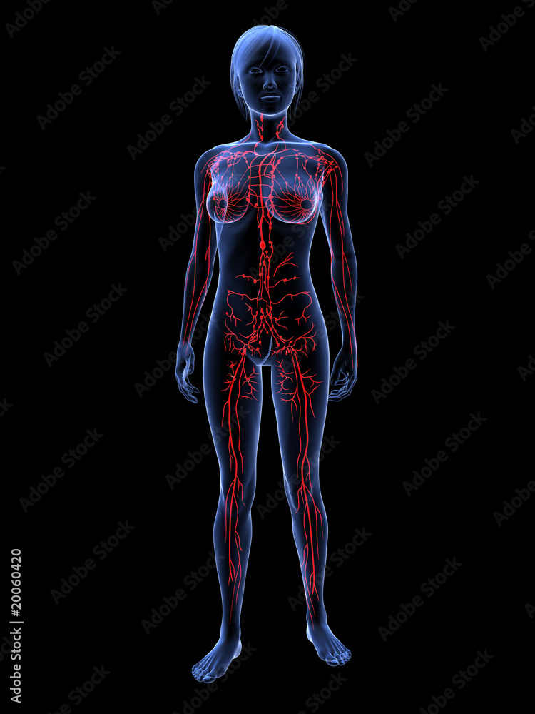 transparenter weiblicher Körper mit Lymphsystem transparenter weiblicher Körper mit Lymphsystem