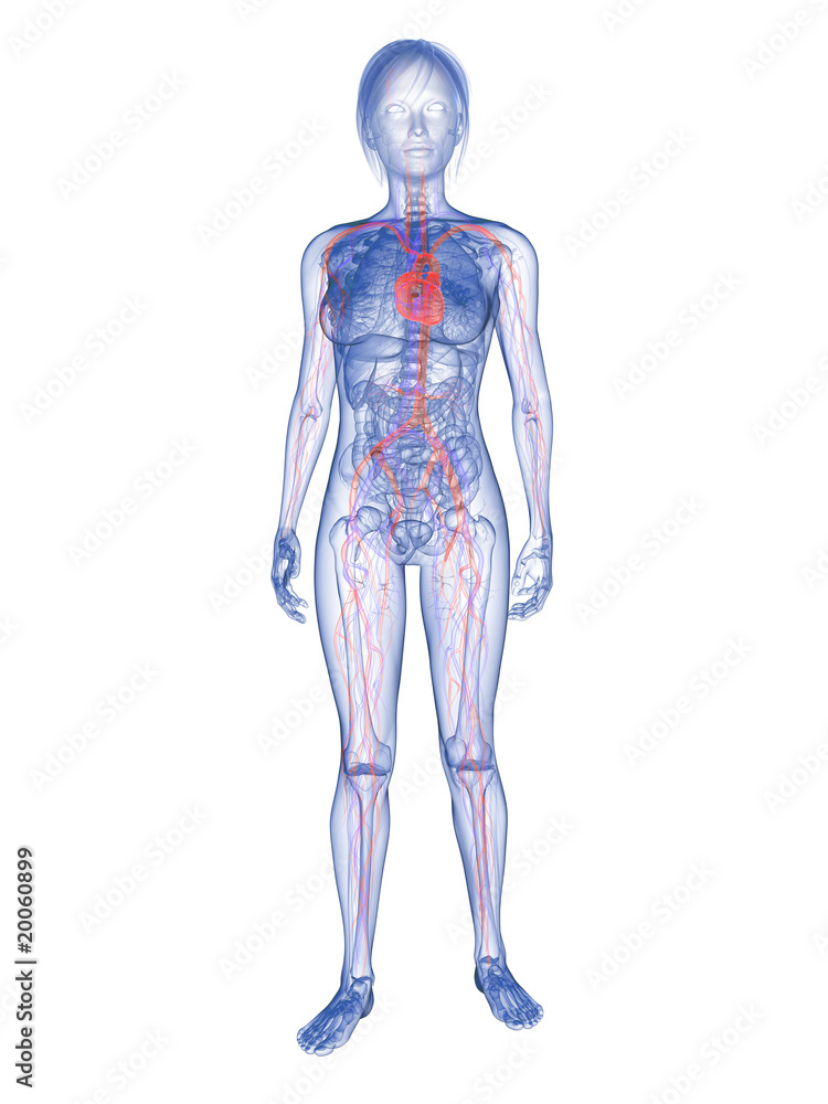 transparenter weiblicher Körper mit vaskulärem System
