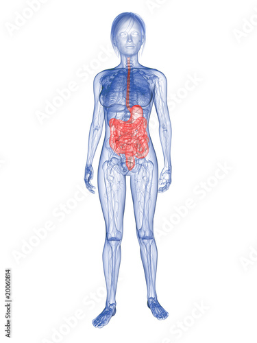transparenter weiblicher Körper mit markiertem Verdauungssystem © Sebastian Kaulitzki