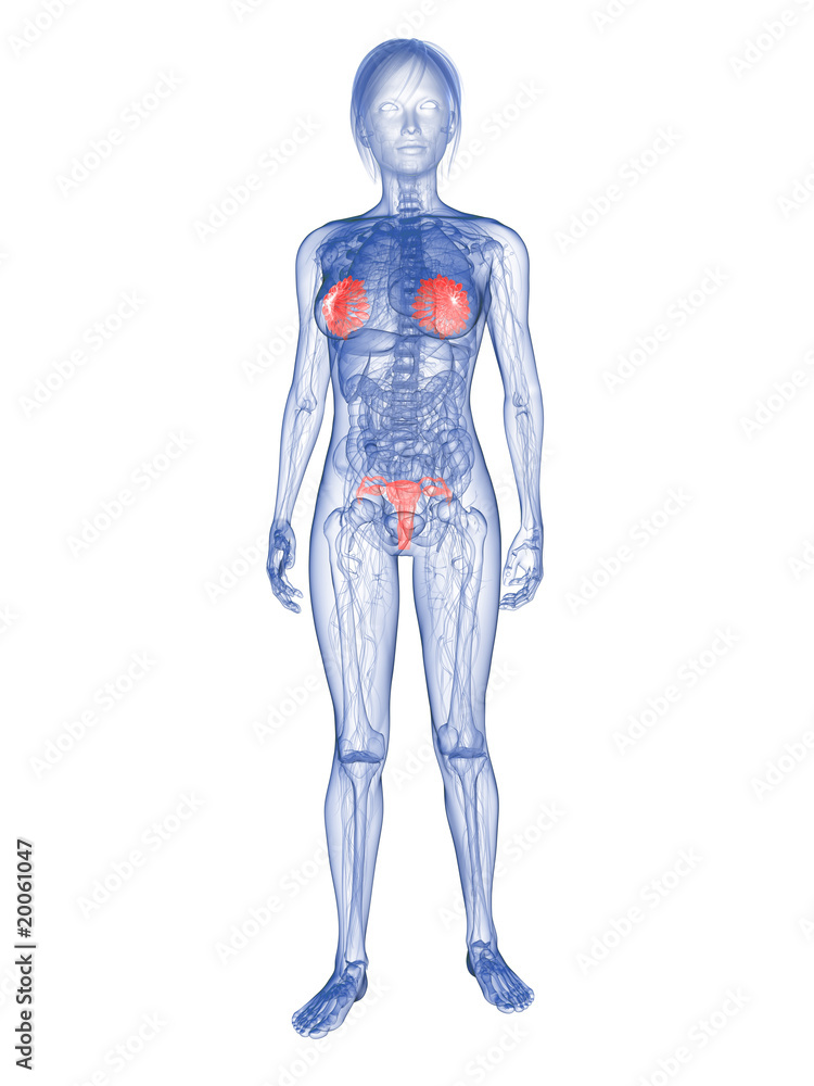 Transparente Frau mit Brustdrüsen und Uterus Transparente Frau mit Brustdrüsen und Uterus