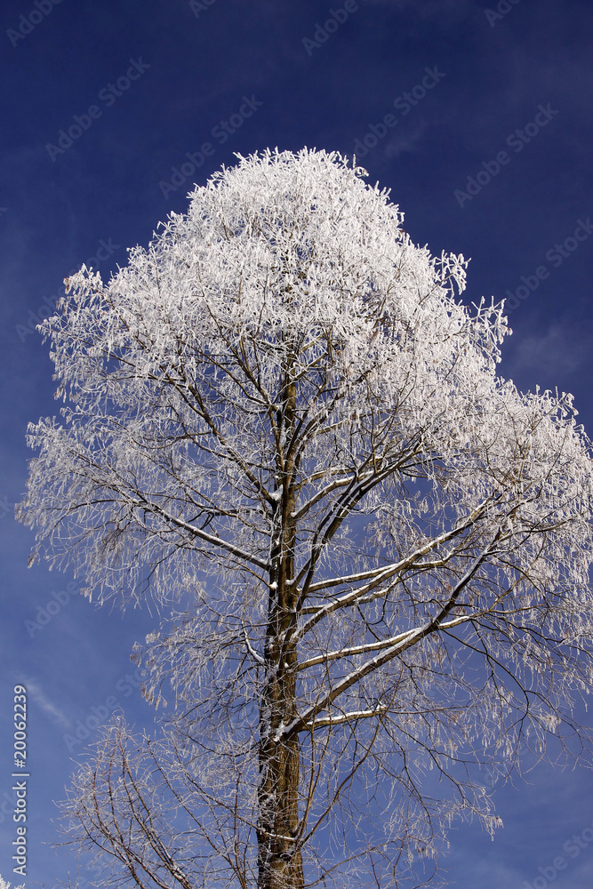 Baum mit Rauhreif im Winter, Niedersachsen, Deutschland Baum mit Rauhreif im Winter, Niedersachsen, Deutschland