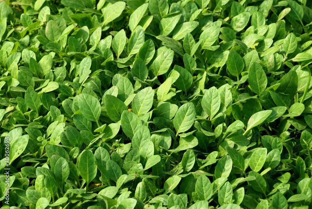 Tobacco Plant Tobacco Plant