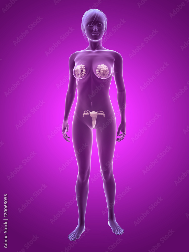 weiblicher Körper mit Brustdrüsen und Uterus weiblicher Körper mit Brustdrüsen und Uterus
