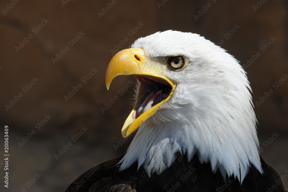 Fototapeta premium Weißkopfadler