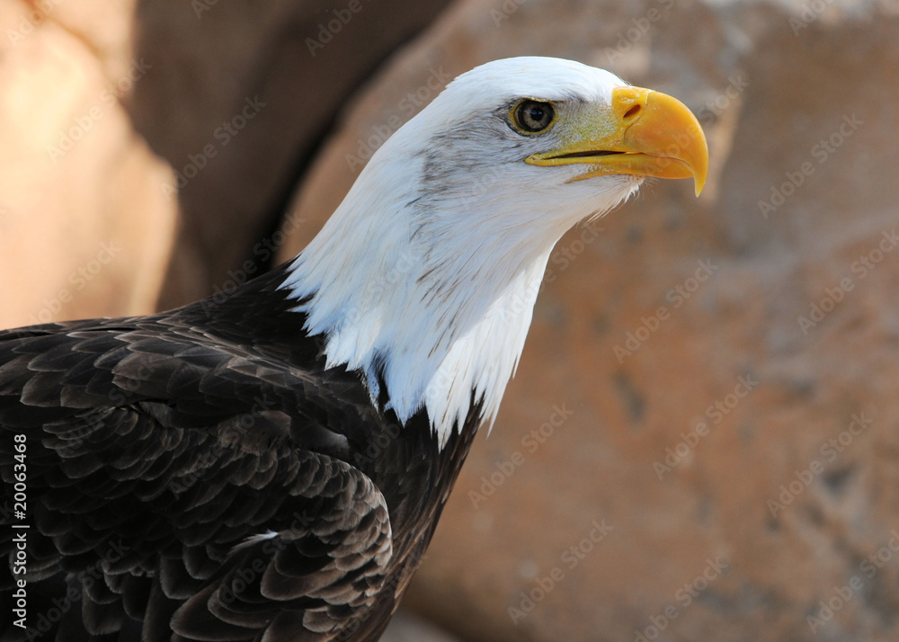 Fototapeta premium Weißkopfadler
