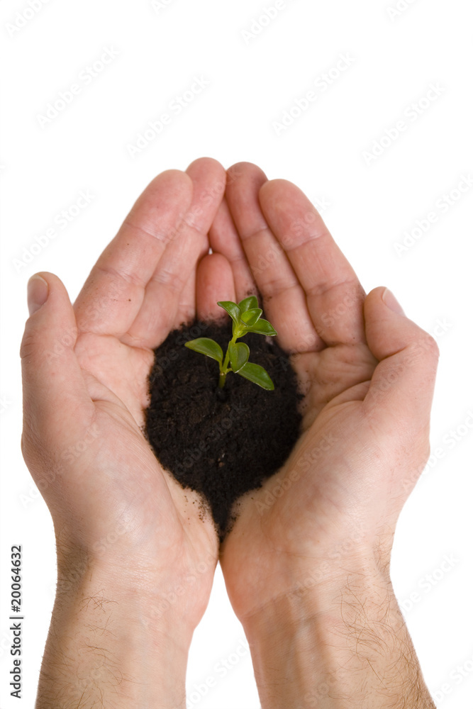 Green plant in hands isolated on white Green plant in hands isolated on white