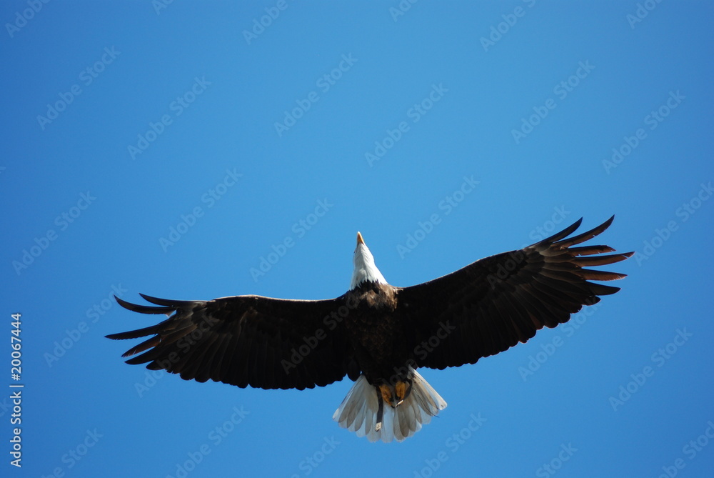 Obraz premium Weißkopfseeadler