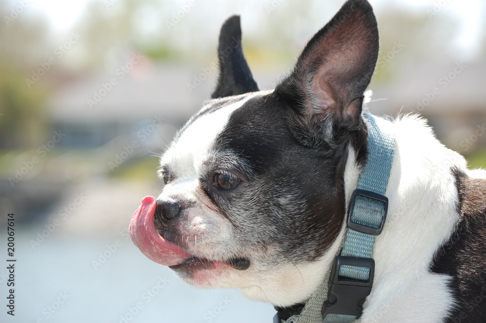 Boston Terrier Licking Its Nose