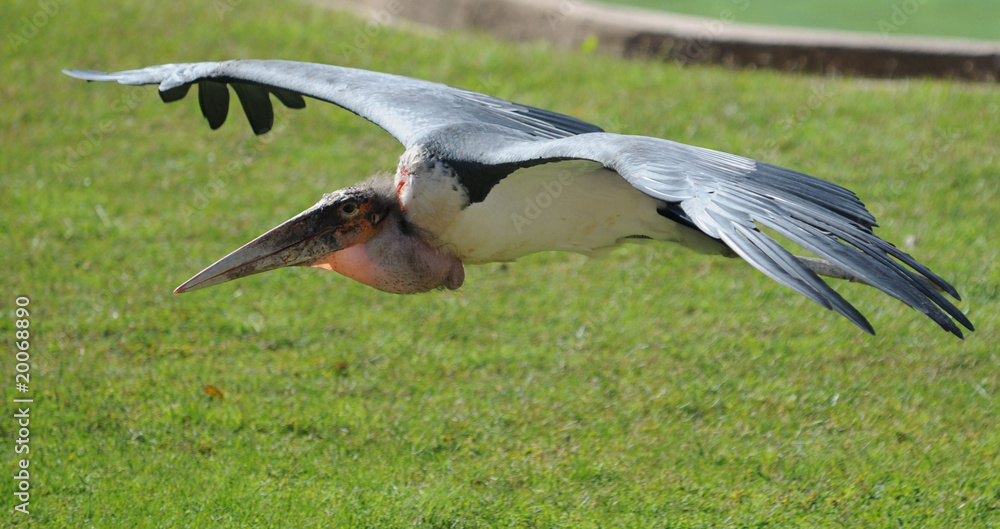 Marabu Marabu