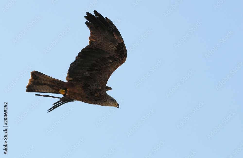 Fototapeta premium Falke im Flug