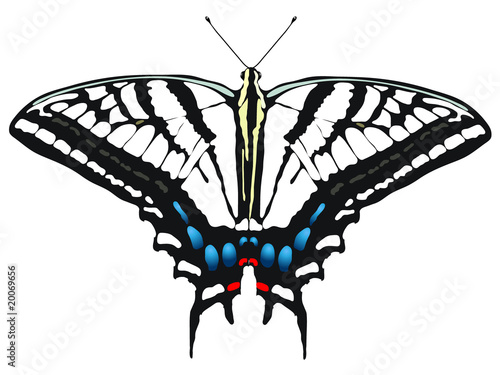 vector illustrated butterfly