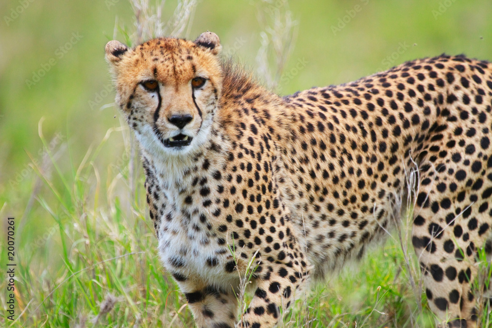 Cheetah Cheetah