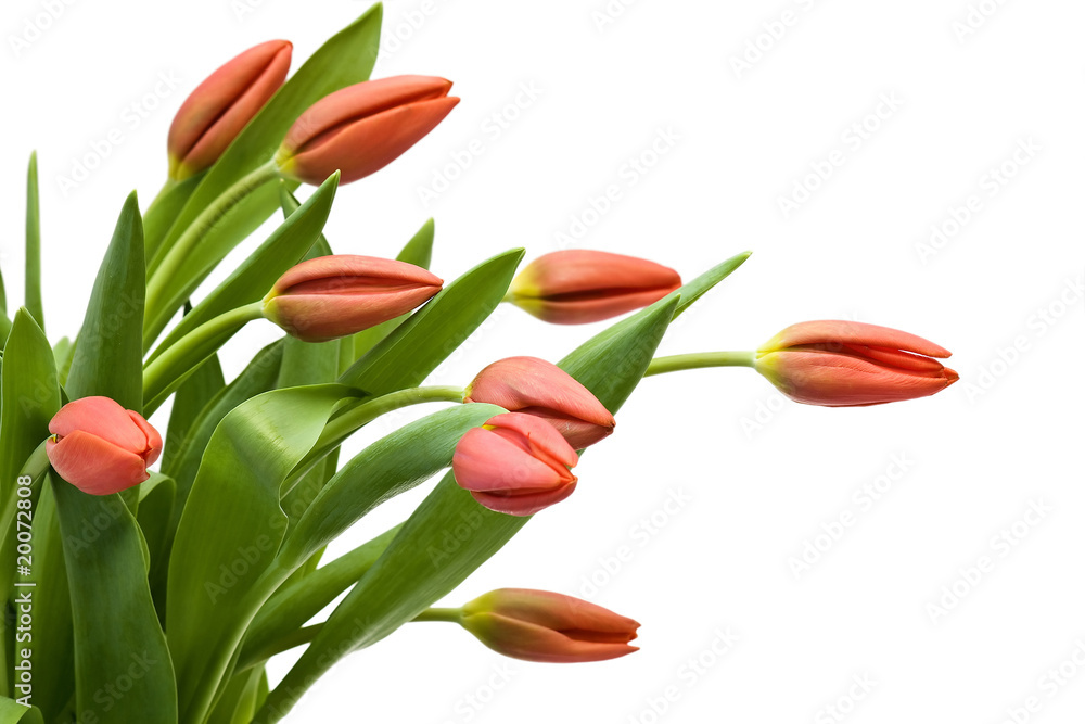 red tulips red tulips
