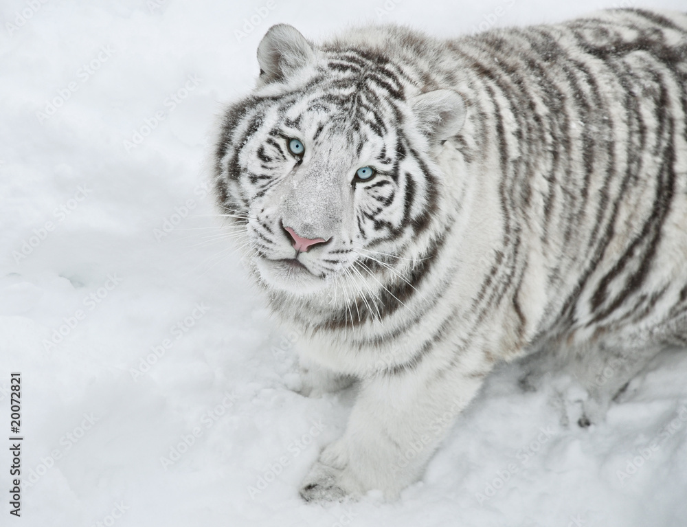 Fototapeta premium White tiger sits and stares intently at me