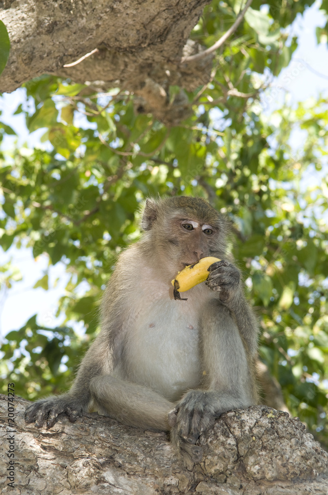 Naklejka premium Monkey eating banana