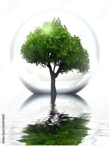 arbre en bulle et reflet