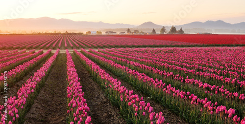 Skagit valley Tulip field at foggy sunrise