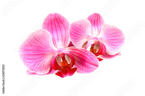 Flower pink orchid - phalaenopsis © elen_studio