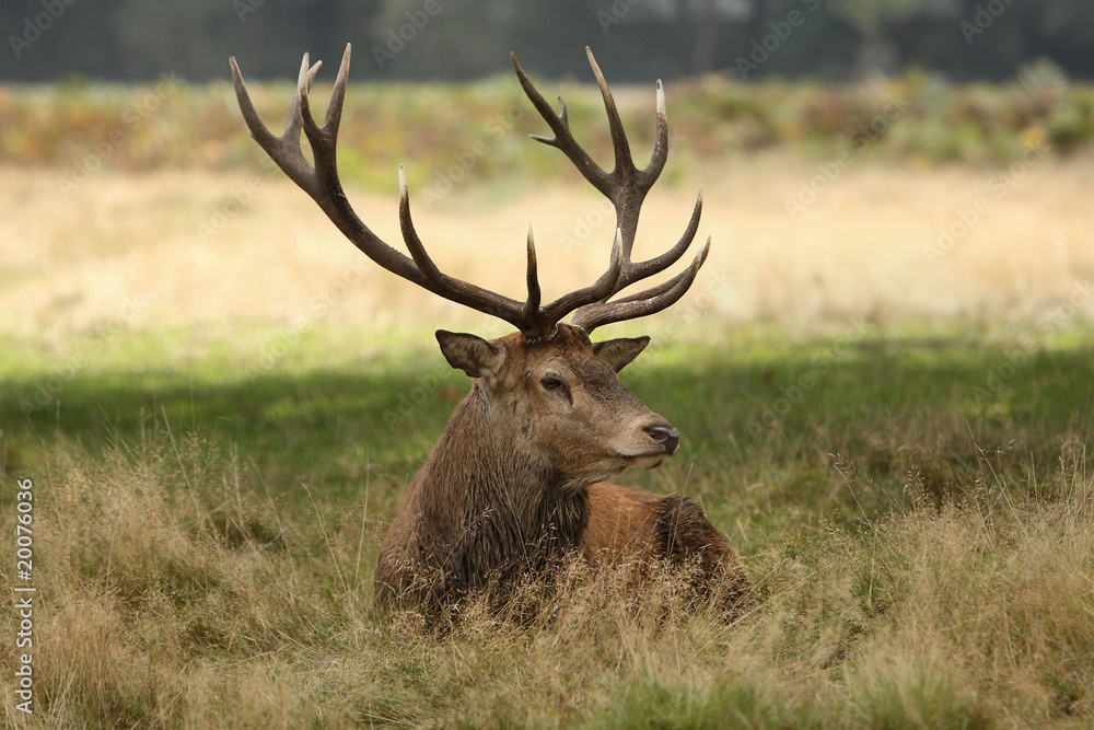 deer 2 deer 2