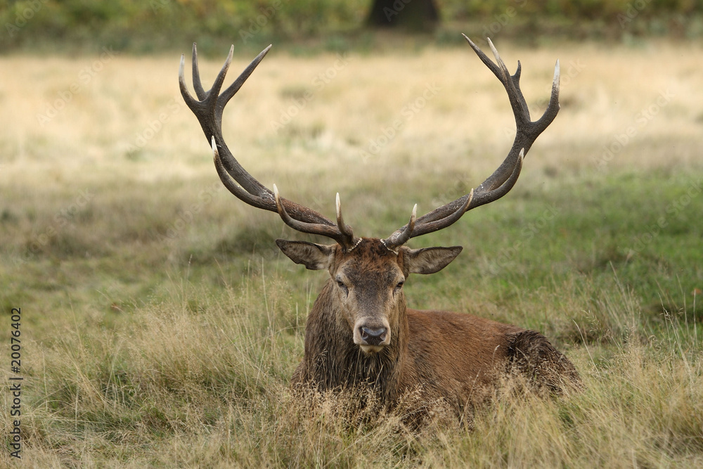 deer 10 deer 10