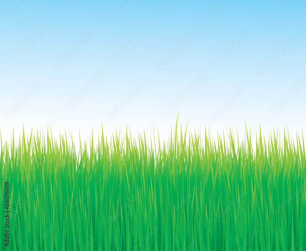 Fototapeta premium Colorful grass vector background with blue sky