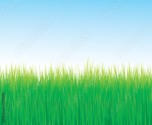 Colorful grass vector background with blue sky